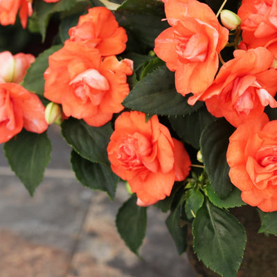 Rockapulco Tropical Shades Double Impatiens up close.