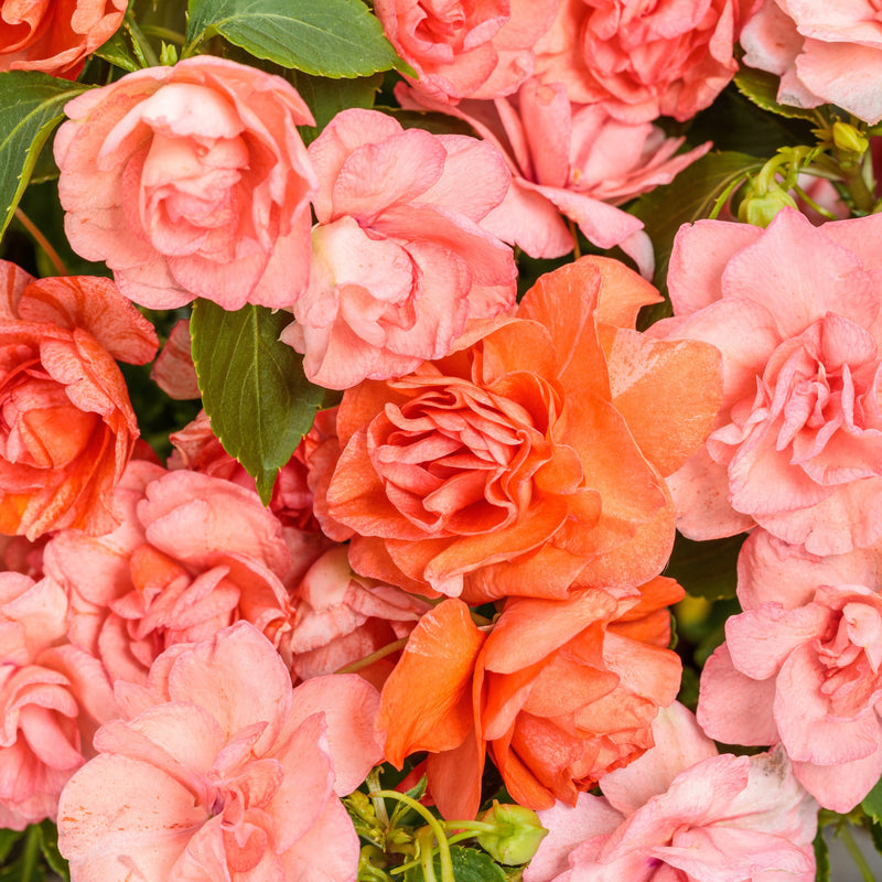 Rockapulco Tropical Shades Double Impatiens up close.