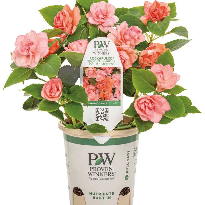 Double Impatiens | Rockapulco® Tropical Shades | Proven Winners