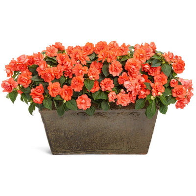 Rockapulco® Tropical Shades Double Impatiens (Impatiens walleriana)