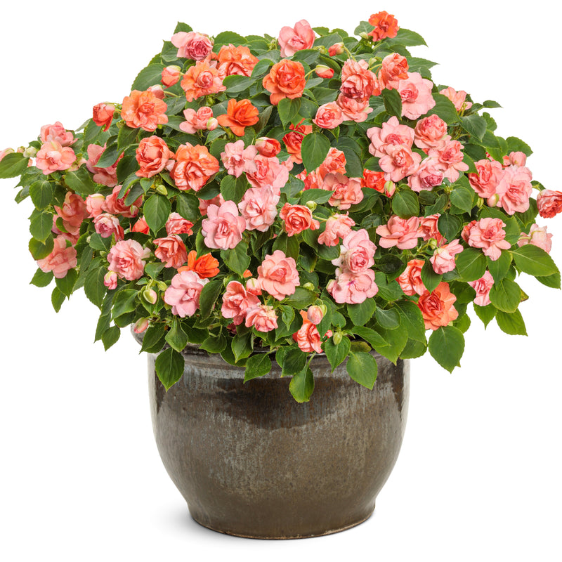 Rockapulco Tropical Shades Double Impatiens in use.