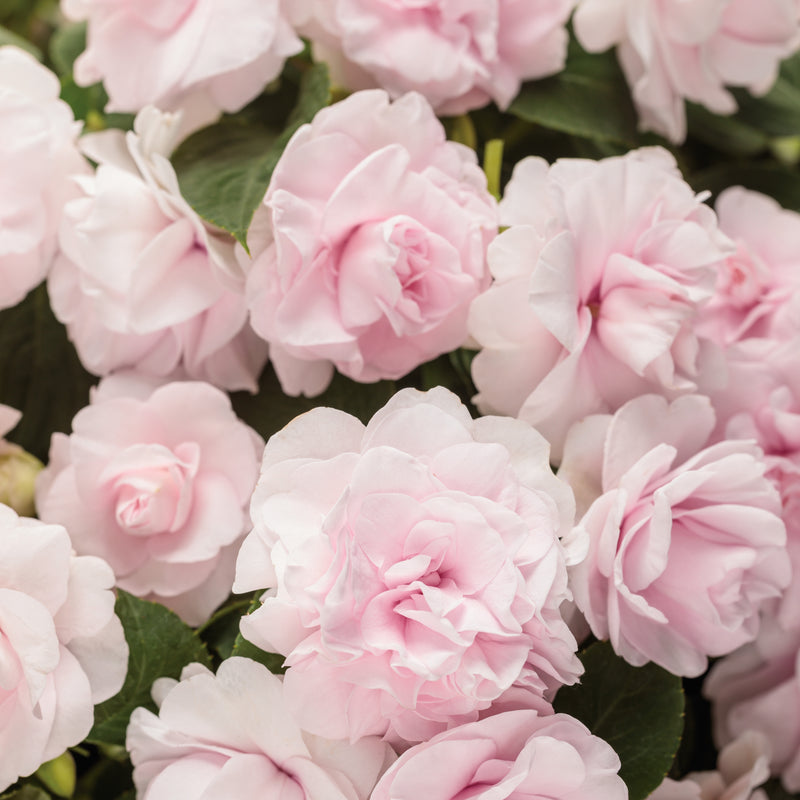 Rockapulco® Appleblossom Double Impatiens (Impatiens walleriana) | Proven Winners® New Variety 2025