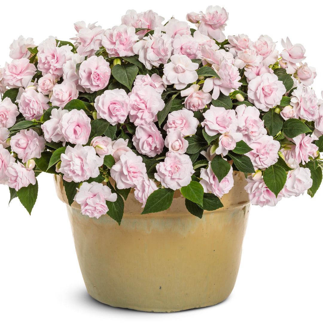 Rockapulco® Appleblossom Double Impatiens (walleriana)