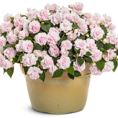 Rockapulco® Appleblossom Double Impatiens (Impatiens walleriana) | Proven Winners® New Variety 2025