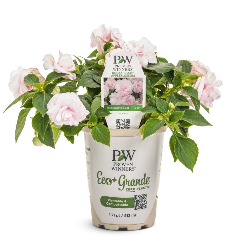 Rockapulco® Appleblossom Double Impatiens (Impatiens walleriana)