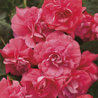 Rockapulco Coral Reef Double Impatiens up close.