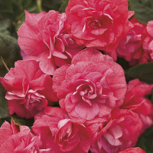 Rockapulco® Coral Reef Double Impatiens (walleriana)
