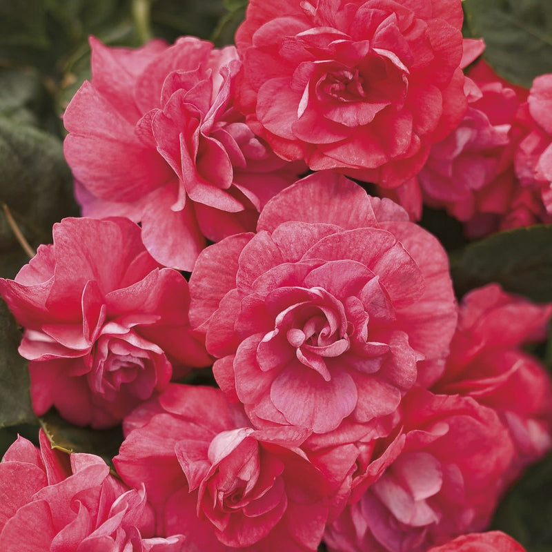 Rockapulco Coral Reef Double Impatiens up close.