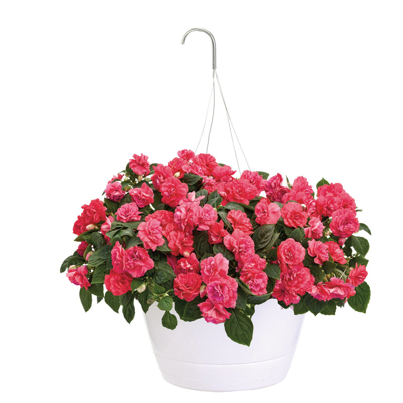 Rockapulco Coral Reef Double Impatiens in container.