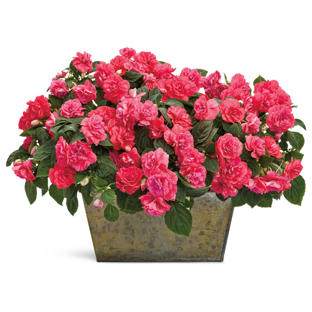 rockapulco elephant ear plant Double Impatiens | Rockapulco Coral Reef