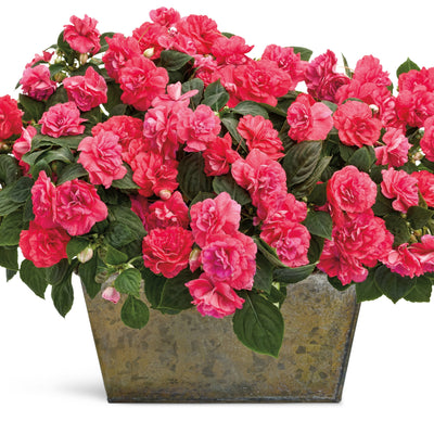 Rockapulco Coral Reef Double Impatiens in use.