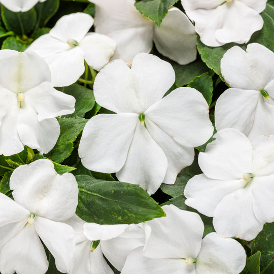 Soprano® White Bedding Impatiens (walleriana)
