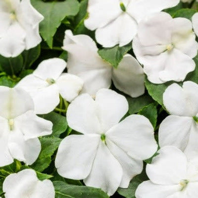 Soprano White Bedding Impatiens up close.