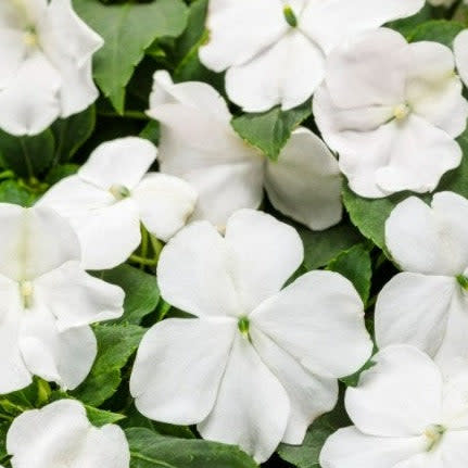 Soprano® White Bedding Impatiens (walleriana)