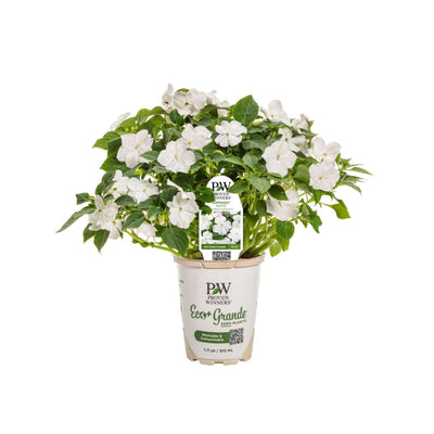 Soprano® White Bedding Impatiens (walleriana)