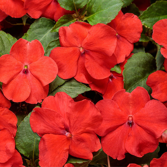 Soprano® Bright Red Bedding Impatiens (walleriana)