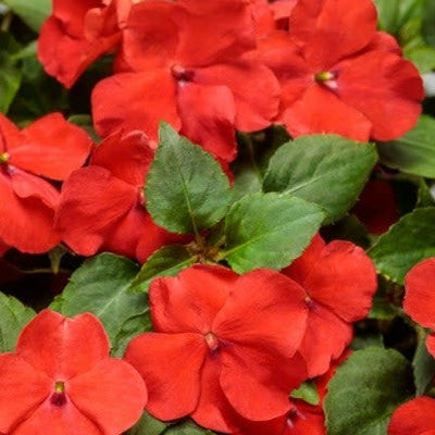 Soprano Bright Red Bedding Impatiens up close.