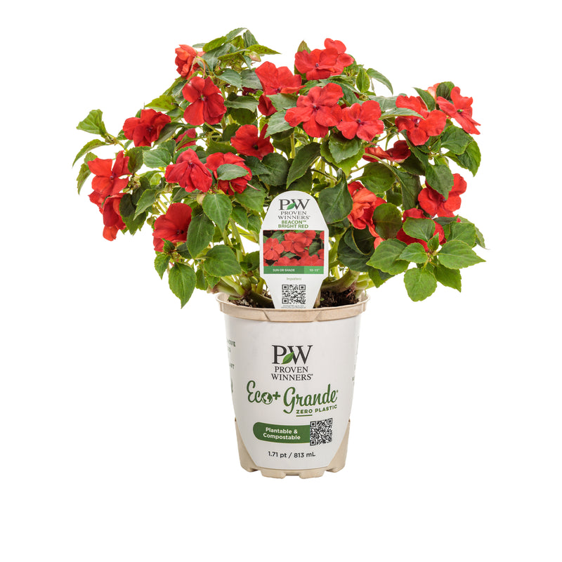 Soprano® Bright Red Bedding Impatiens (Impatiens walleriana)