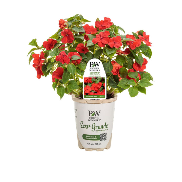Bedding Impatiens | Soprano® Bright Red | Proven Winners® Annuals