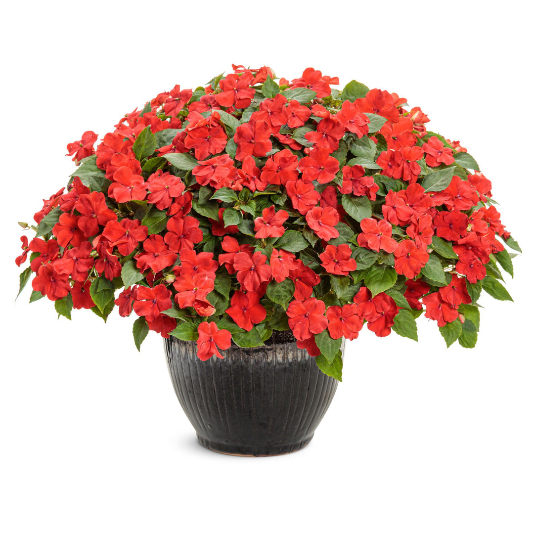 Soprano® Bright Red Bedding Impatiens (walleriana)