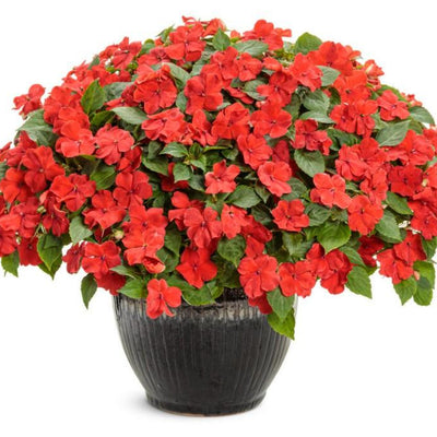 Soprano Bright Red Bedding Impatiens in use.