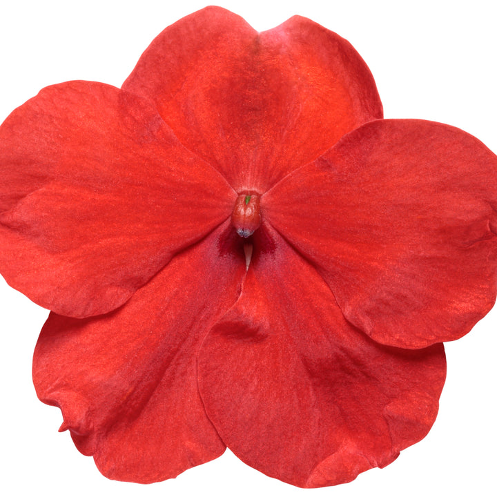 Soprano® Bright Red Bedding Impatiens (walleriana)