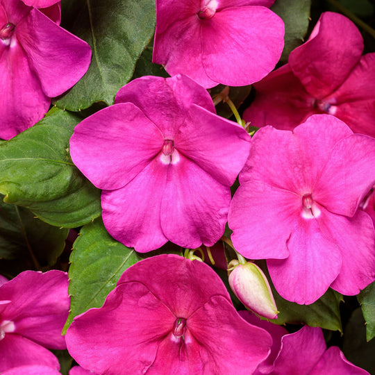 Soprano® Violet Shades Bedding Impatiens (walleriana)
