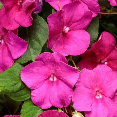 Soprano Violet Shades Bedding Impatiens up close.