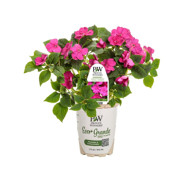 Soprano® Violet Shades Bedding Impatiens (walleriana)