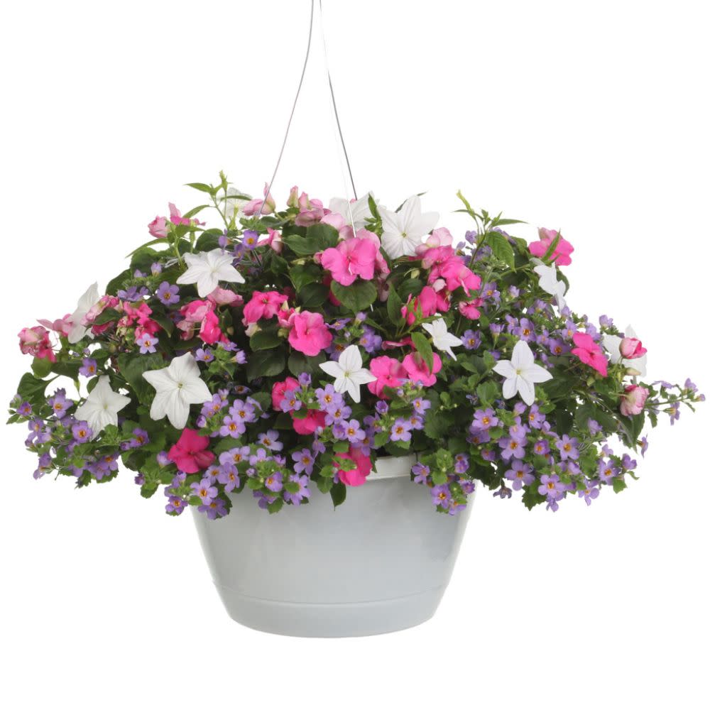 Soprano® Violet Shades Bedding Impatiens (walleriana)