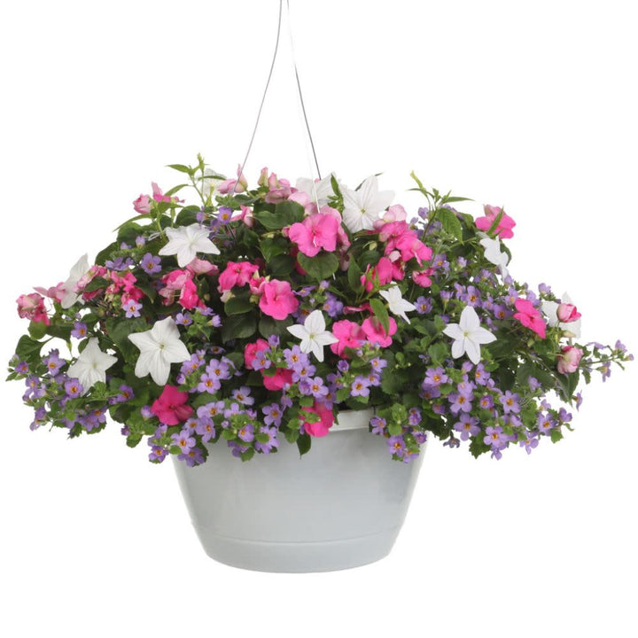 Soprano® Violet Shades Bedding Impatiens (walleriana)