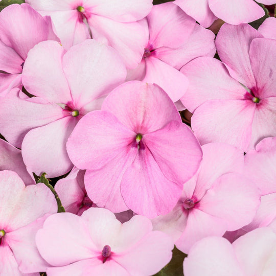 Soprano® Pastel Pink Bedding Impatiens (walleriana) | Proven Winners® New Variety 2027