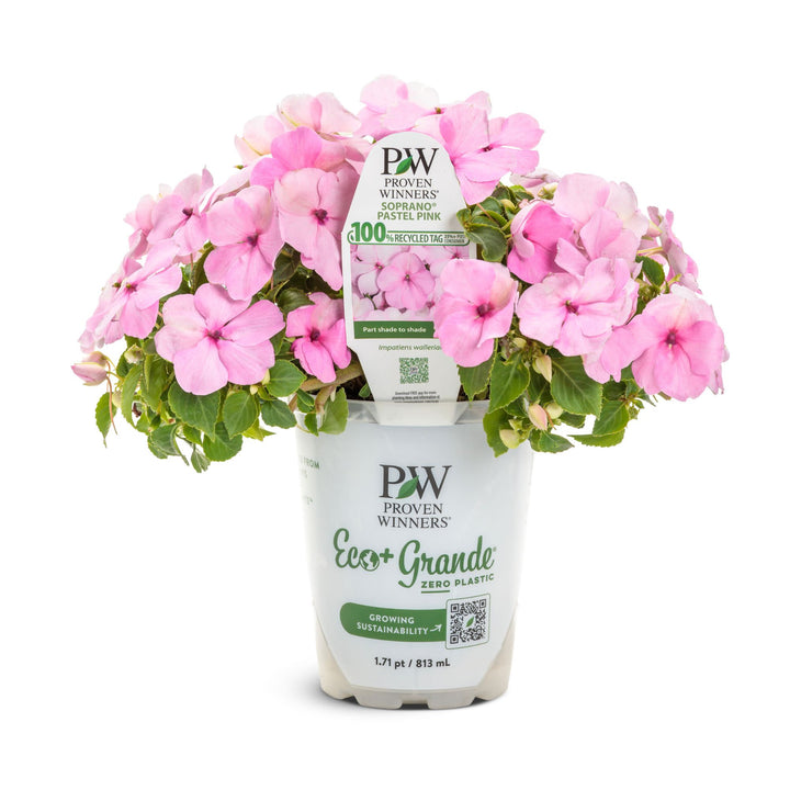 Soprano® Pastel Pink Bedding Impatiens (walleriana) | Proven Winners® New Variety 2027