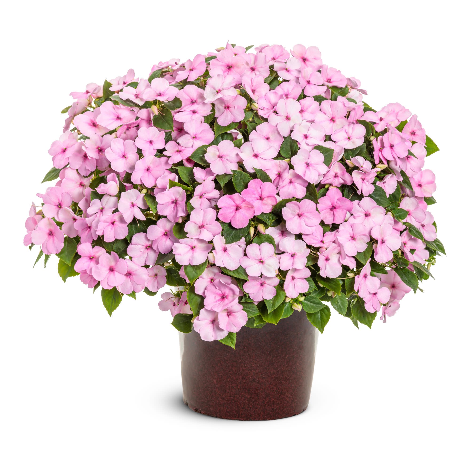 Bedding Impatiens | Soprano® Pastel Pink | Proven Winners® Annuals