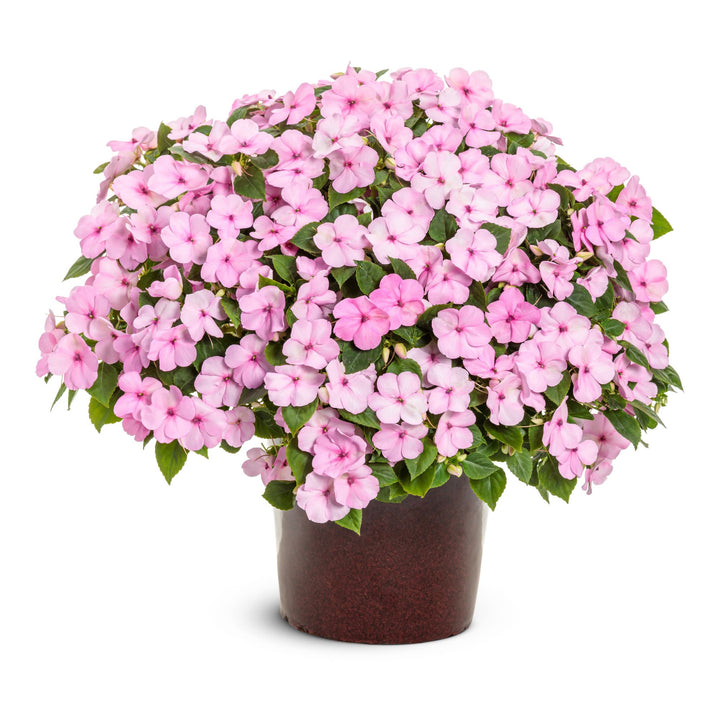 Soprano® Pastel Pink Bedding Impatiens (walleriana) | Proven Winners® New Variety 2027