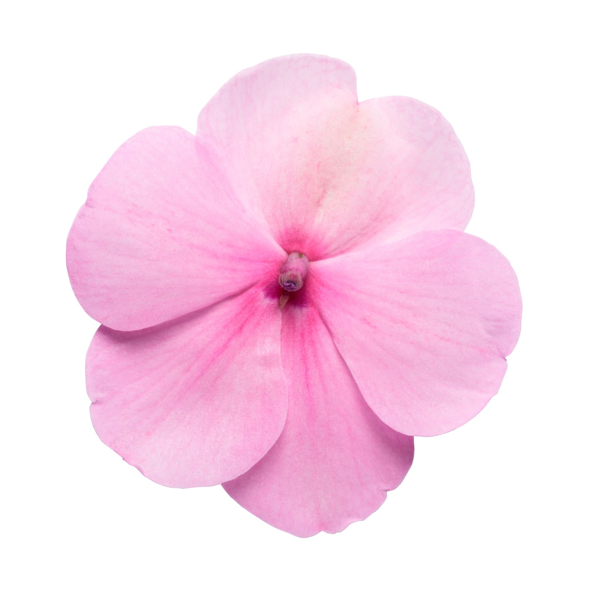 Bedding Impatiens | Soprano® Pastel Pink | Proven Winners® Annuals