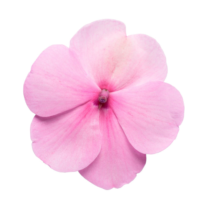 Soprano® Pastel Pink Bedding Impatiens (walleriana) | Proven Winners® New Variety 2027