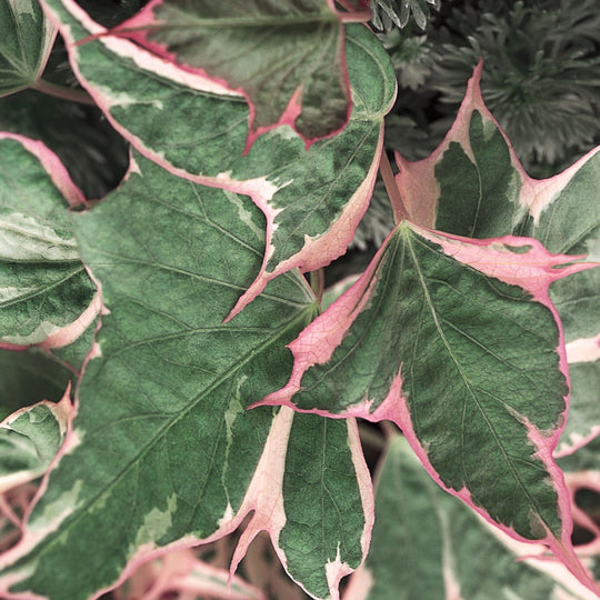 Tricolor Sweet Potato Vine (Ipomoea batatas)