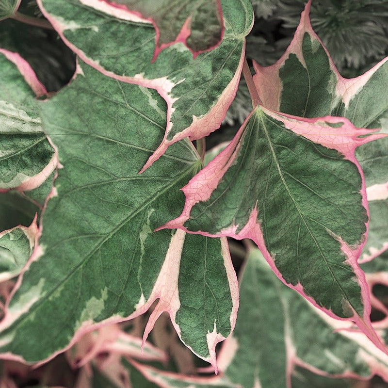 Tricolor Sweet Potato Vine up close.