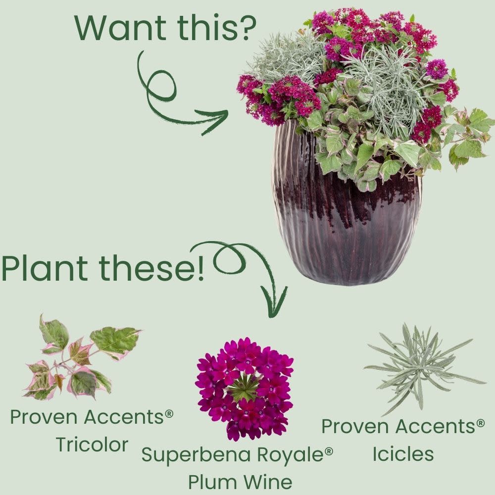 sweet potato vine indoor plant Sweet Potato Vine | Tricolor
