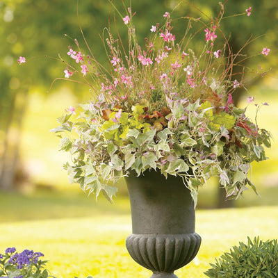 Tricolor Sweet Potato Vine in use.