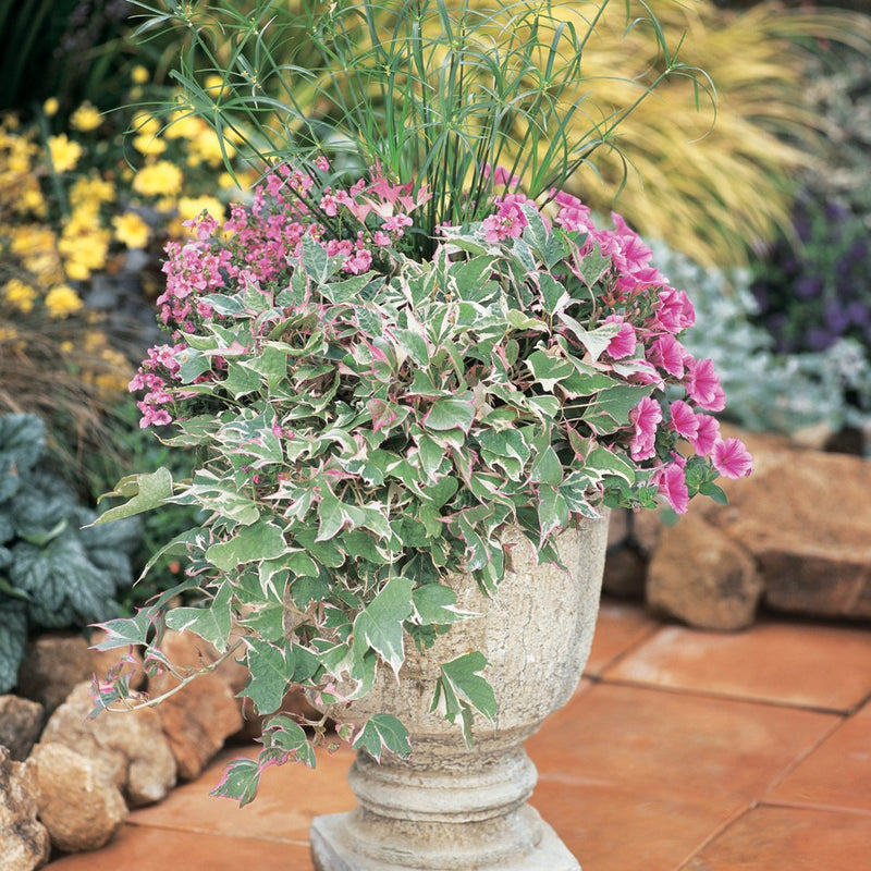 Tricolor Sweet Potato Vine in use.