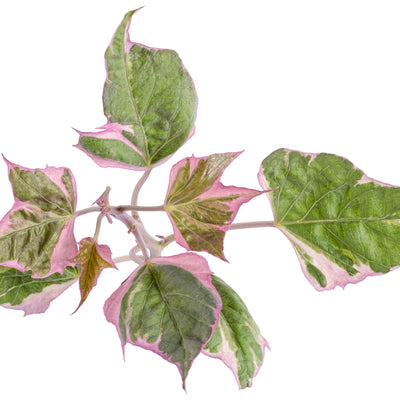 Tricolor Sweet Potato Vine (Ipomoea batatas)