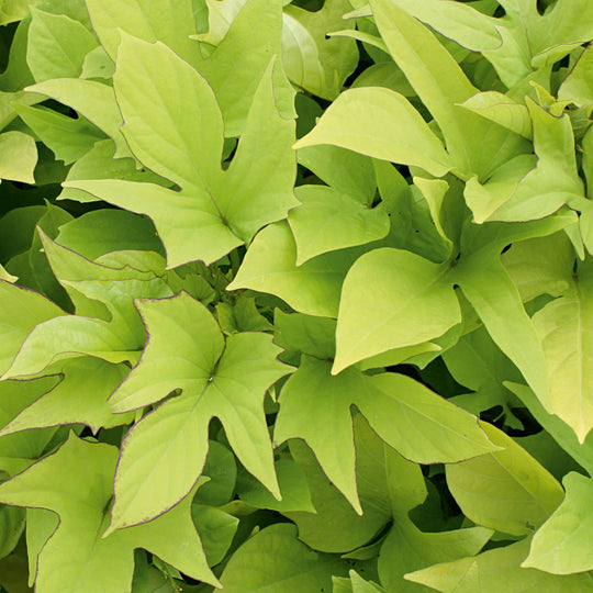 Sweet Caroline Light Green Sweet Potato Vine (Ipomoea batatas)