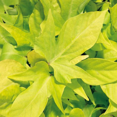 Sweet Caroline Light Green Sweet Potato Vine up close.