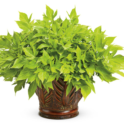 Sweet Caroline Light Green Sweet Potato Vine (Ipomoea batatas)