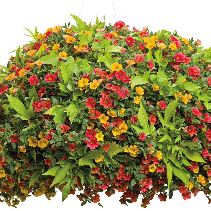 sweet caroline plant indoors Sweet Potato Vine | Sweet Caroline Light Green