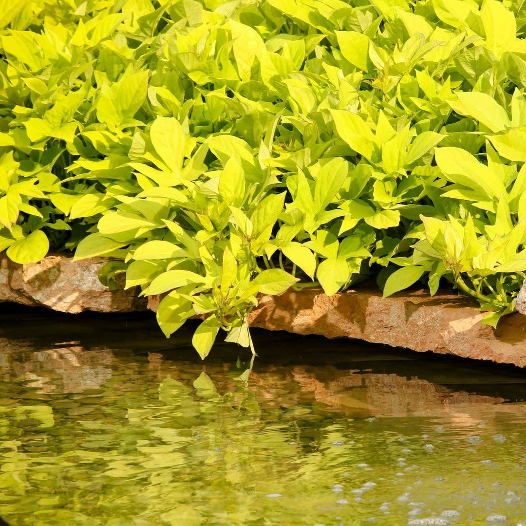 Sweet Caroline Light Green Sweet Potato Vine in use.