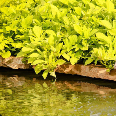 Sweet Caroline Light Green Sweet Potato Vine in use.