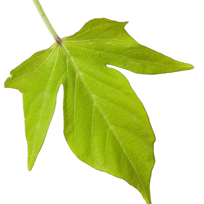 Sweet Caroline Light Green Sweet Potato Vine (Ipomoea batatas)